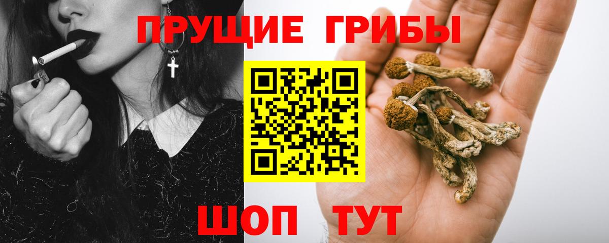 Галлюциногенные грибы Psilocybe Богородицк